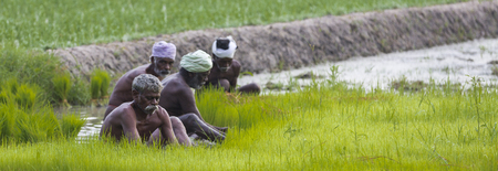 PONDICHERY, PUDUCHERY, INDIA - CIRCA SEPTEMBER 2017. Unidentified farmers grow uproot rice in the rainy season. They were soaked with water and mud to be prepared for planting. Organic and hand made agriculture.のeditorial素材