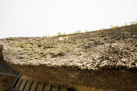 Close up view of thatched roof disease mushroom, micro-seaweed, algae, Normandy, France.