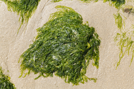 Green algae on the sand of the beach. Alga to eat. Franceの写真素材