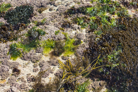 Black and green algae under the water. Seaweed to eat. France