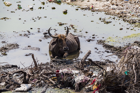 Documentary editorial. RAMESWARAM, RAMESHWARAM, PAMBAN ISLAND, TAMIL NADU, INDIA - March circa, 2018. Unidentified poor local Traditional fisherman are living on the beach in the middle of the garbage and cows and goats, under tents made with cloths. Asiaのeditorial素材