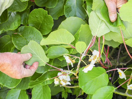 Kiwi fruit flowers tree in the hand the senior gardener, Franceの写真素材