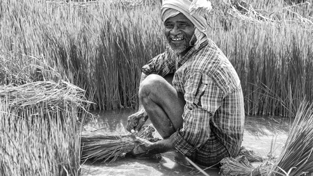 PONDICHERY, PUDUCHERRY, TAMIL NADU - INDIA - SEPTEMBER CIRCA, 2017. Unidentified group of women transplanted rice shoots they plant the new crop in the rice paddyのeditorial素材