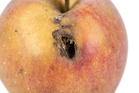 Close-up Boring trace of a codling moth Cydia Pomonella, in a wormy apple. On white background. Place to writeの写真素材