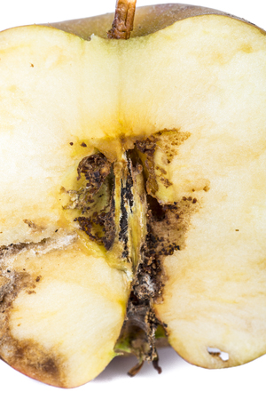 Close up Boring trace of a codling moth Cydia Pomonella, in a half middle wormy apple. On white background. Scab, oidium, mushroomの写真素材