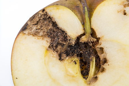 Close up Boring trace of a codling moth Cydia Pomonella, in a half middle wormy apple. On white background. Scab, oidium, mushroomの写真素材