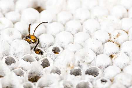 Close up of alive asian hornet wasp head, in nest honeycombed insect macro. Poisonous venom animal...