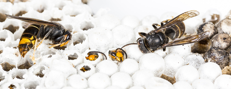 Close up of alive and dead asian hornet wasp head on nest honeycombed insect macro. Poisonous venom animal colony. Concept of danger in natureの写真素材