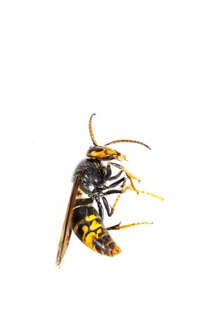 Close up of dead asian hornet wasp insect macro in white background. Poisonous venom animal colony. Concept of danger in natureの写真素材