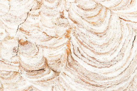 Close up of asian hornet wasp part of top nest insect macro studio. Poisonous venom animal colony.Very nice backgroundの写真素材