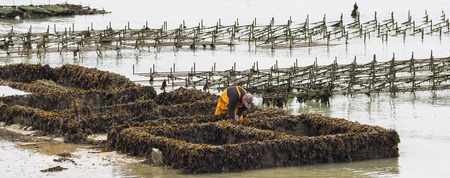 CANCALE, FRANCE - SEPTEMBER Circa, 2018. Local oyster seafood farmer worker carrying oysters in metal bags from the beds at low. Healthy diet food conceptのeditorial素材