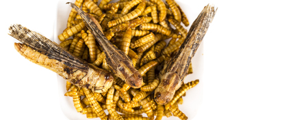 Close-up edible fried worms molitors insects meal suitable as food snack. Asian culture and protein food of future. Healthy life conceptの写真素材