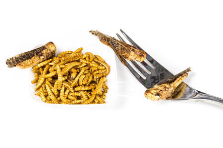 Close-up edible fried worms molitors insects meal with fork suitable as food snack. White...