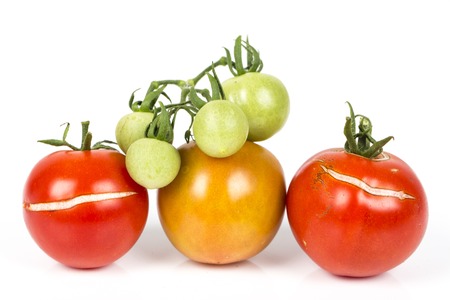 3 Split, cracked tomatoes due to rain after drought, with small green tomatoes grapeGardening problem. On white background.の写真素材