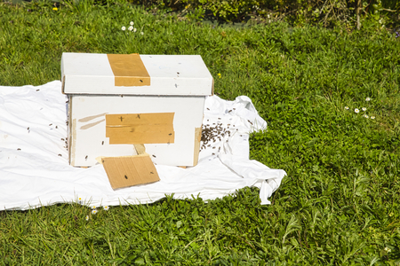 A white catch hive on sheet is used to catch honey bees from other colonies that are swarming image...