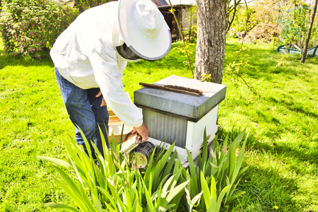 Commercial beekeeper at Work, Cleaning and Inspecting hive, looking for dead brood removal....
