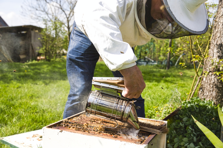 A bee hive box being smoked to calm the worker bees and encourage them to move away from the open...