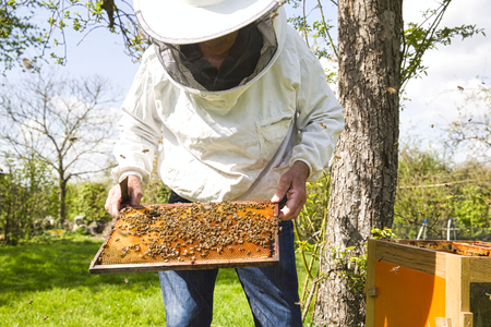 Beekeeper is looking swarm activity over honeycomb on wooden frame, control situation in bee colony....