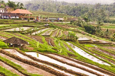 UBUD, BALI, INDONESIA - FEBRUARY Circa, 2019. Terrace rice fields in Tegallalang, greta place. With farm and traditional houseのeditorial素材