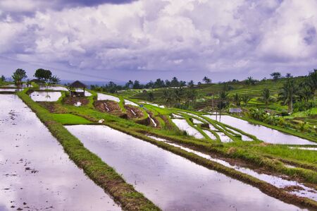 UBUD, BALI, INDONESIA - FEBRUARY Circa, 2019. Terrace rice fields in Tegallalang, greta place. With farm and traditional houseのeditorial素材