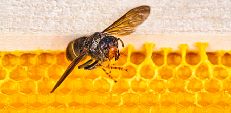 Macro picture of alive Asian hornets on a new yellow orange frame of beehive. They are responsible...