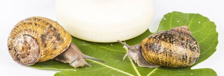 White soap cosmetics on green leaf, made with snail slime. Very healthy and organic products.の写真素材
