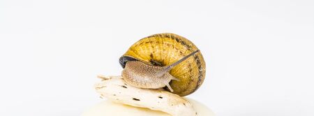 White soap cosmetics made with snail slime on white background, with snail alive, moving on small piece wood. Very healthy and organic products.の写真素材