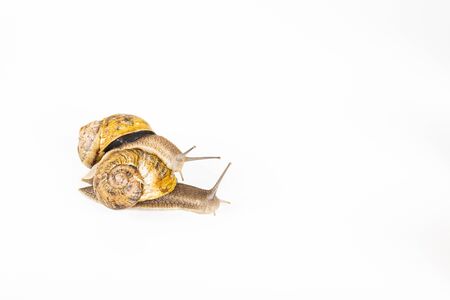 garden snails ready to race on white background. Competition team conceptの写真素材