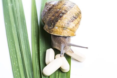 Big brown snail alive with medicine on green leaf on white background. Concept new medicine with natural organic animalsの写真素材