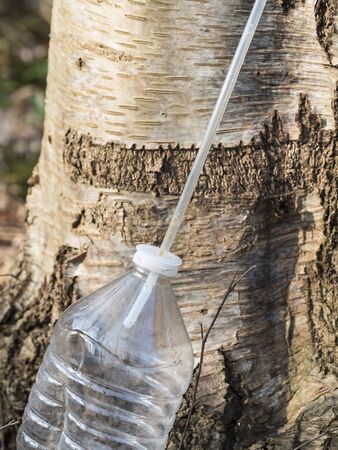 Spring time in country of Latvia. Getting birch sap in forest from tree trunk. Juice dripping in the plastic bottle. Folk traditional culture in countryside.の写真素材