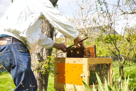Beekeeper on apiary. Beekeeper is working with bees and beehives on the apiary. To restack a hive,...