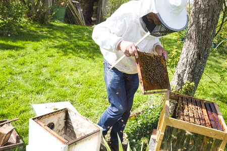 Beekeeper is looking swarm activity over honeycomb on wooden frame, control situation in bee colony....