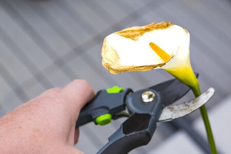 Mature woman hand using shears to cut wilted arum flower, in garden. Authentic scene in spring timeの写真素材