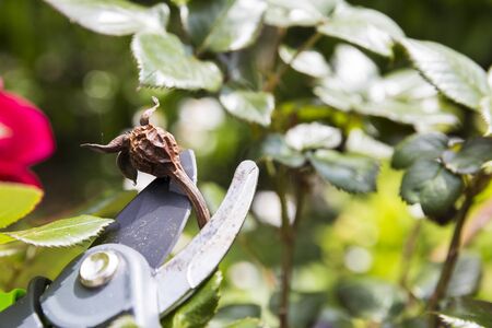 Hand using shears to cut wilted red rose flower, in garden. Authentic scene in spring timeの写真素材