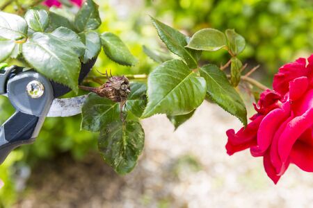 枯れた花の写真 イラスト素材一覧 49 706件 ストックフォトのamanaimages Plus