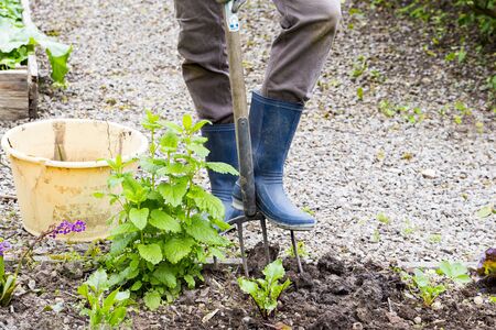 Mature woman hand with gloves taking out weeds plants from earth and using fork. Authentic gardening...