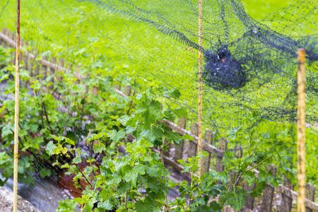 Net protection from birds on gooseberries plants in garden. Copy spaceの写真素材