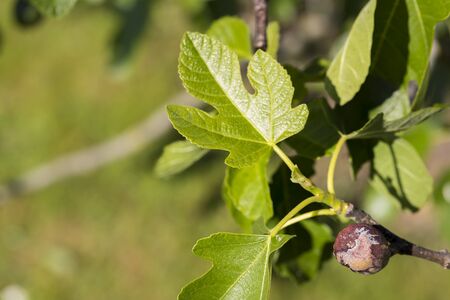 Fig flower tree disease. Dried small dark brown fig close to baby fresh fruit