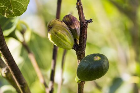 Fig flower tree disease. Dried small dark brown fig close to baby fresh fruitの写真素材
