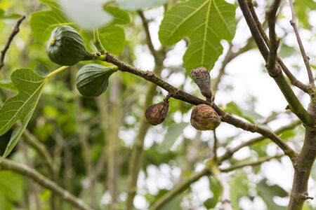 Fig flower tree disease. Dried small dark brown fig close to baby fresh fruit. Selective focusの写真素材