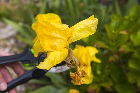 Withered yellow lily in garden. Woman hand with secateurs cutting flower. Gardening activity hobbyの写真素材