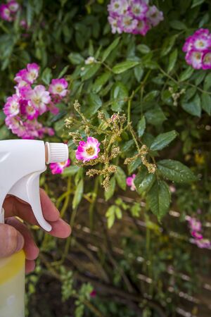 Woman hand using spray on rose plant with pink flower infected by many green aphids, at golden hour. Using no pesticide, made with water, green soap and vinegarの写真素材