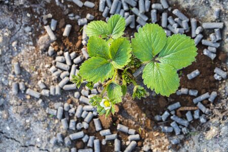 Young strawberry plant with organic fertilizer and coffe grounds against parasite gardenの写真素材