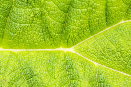 Background green textured vibrant color leaf. Graphic ressourceの写真素材
