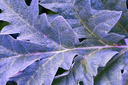 Background blue textured vibrant color leaf. Graphic ressourceの写真素材