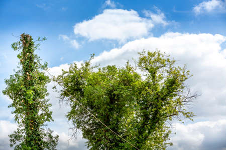 Two arborist men in the air, cloudy sky, on yellow elevator, basket with controls, cutting off dead cherry tree, with chain saw in the hands. Concept of agriculture and safety workの写真素材