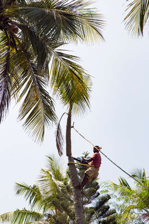PUDUCHERRY, INDIA - MARCH Circa 2019. Unidentified arborist man cutting off coconut tree, with chain...