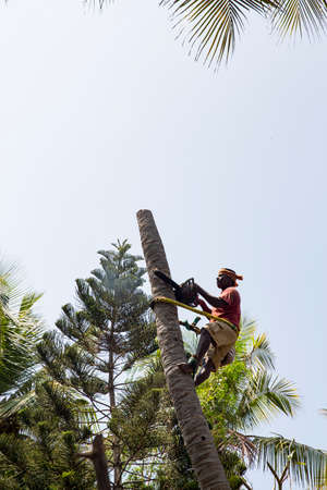 PUDUCHERRY, INDIA - MARCH Circa 2019. Unidentified arborist man cutting off coconut tree, with chain saw in the hands. Concept of agriculture deforestation and dangerous workのeditorial素材