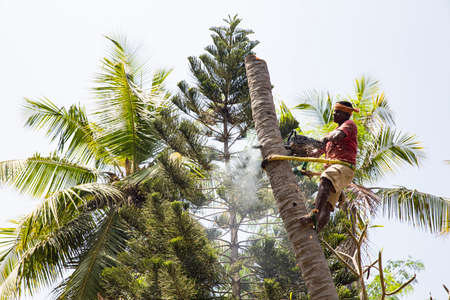 PUDUCHERRY, INDIA - MARCH Circa 2019. Unidentified arborist man cutting off coconut tree, with chain saw in the hands. Concept of agriculture deforestation and dangerous workのeditorial素材