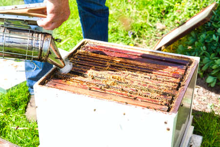 A bee hive box being smoked to calm the worker bees and encourage them to move away from the open...